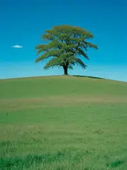 Rushing to the Wilderness